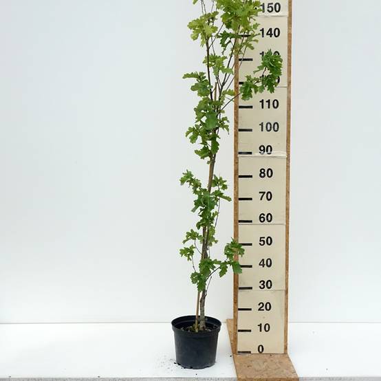 Promesse de Fleurs - Quercus robur Facrist - Chêne pédonculé Pot de 4L/5L - Image 2