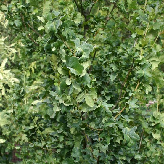 Promesse de Fleurs - Quercus robur Facrist - Chêne pédonculé Pot de 4L/5L - Image 1