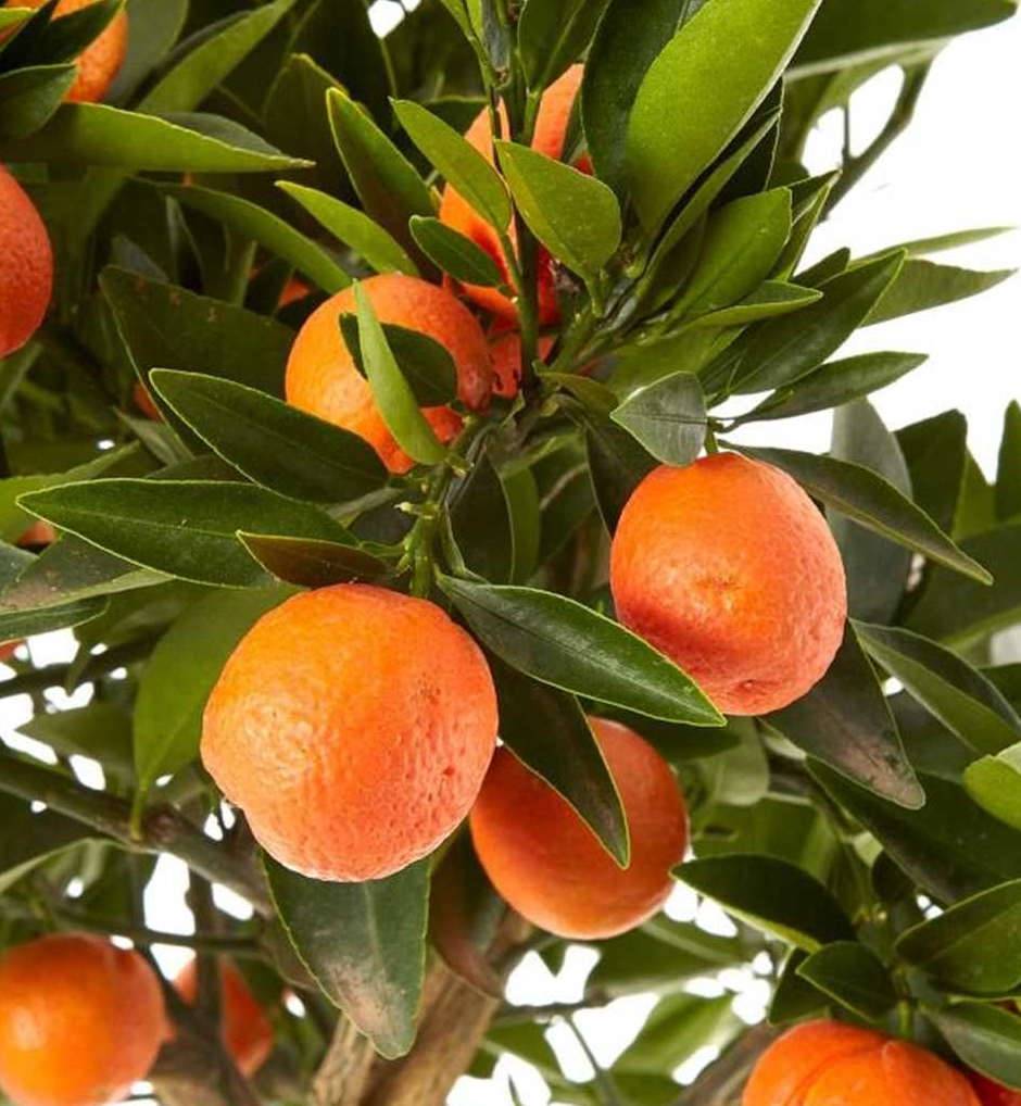 0 - Citrus Kucle agrumes hybride kumquat et clementinier (Kumquatine) Pot de 4 litres - 30/50 cm