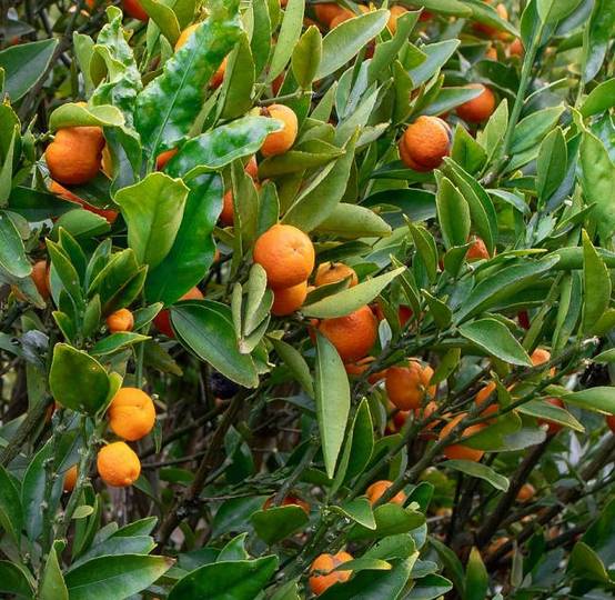 0 - Citrus Kucle agrumes hybride kumquat et clementinier (Kumquatine) Pot de 4 litres - 30/50 cm - Image 2