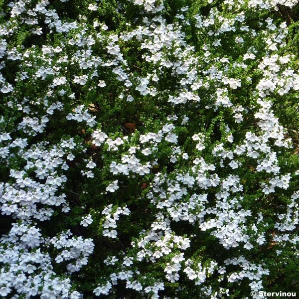 Promesse de Fleurs - Prostanthera cuneata - Menthe Australienne Pot de 2L/3L