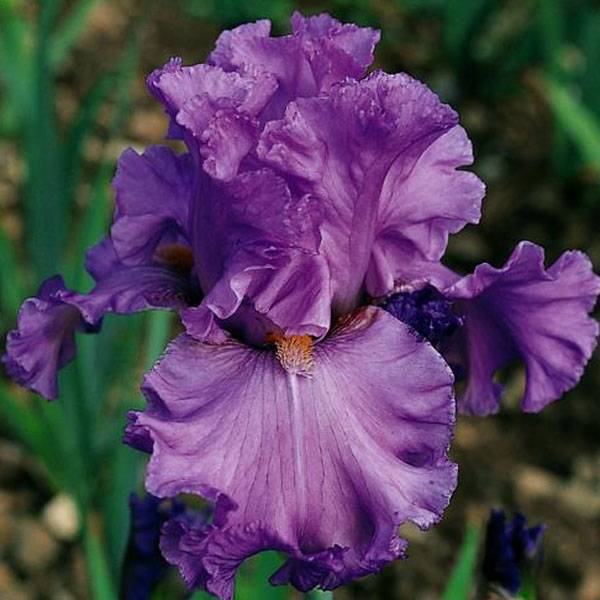 Promesse de Fleurs - Iris germanica Ruffled Goddess Rhizome, Calibre 10/15, qualité extra