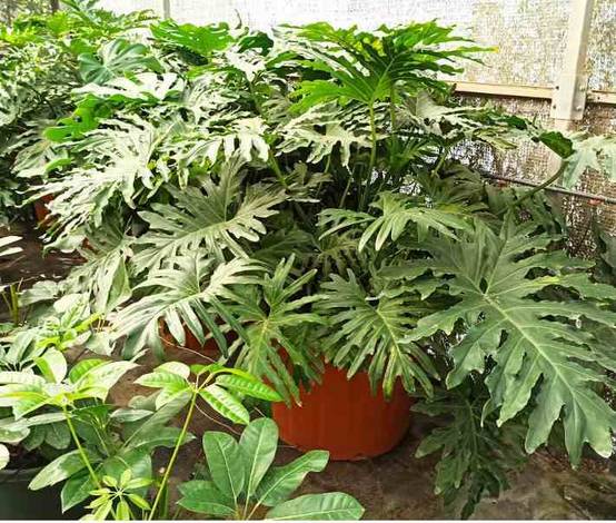 0 - Philodendron selloum Pot de 25L - 100/125cm - Image 2