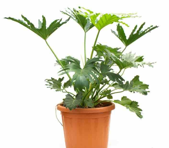 0 - Philodendron selloum Pot de 25L - 100/125cm - Image 1