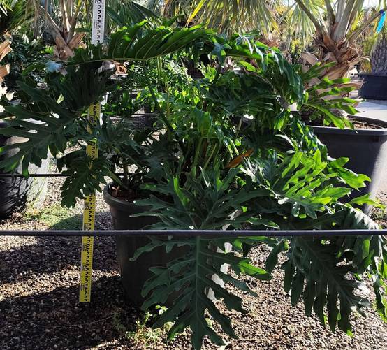 0 - Philodendron selloum Pot de 25L - 100/125cm - Image 3