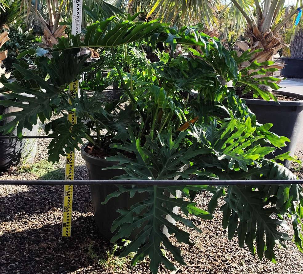 0 - Philodendron selloum Pot de 25L - 100/125cm - Image 3