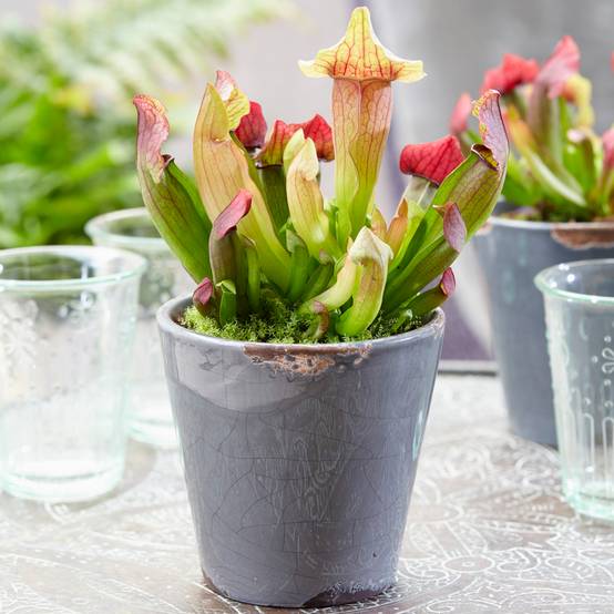 Gardenersdream - Sarracenia Smoorii Flytrap | Living Trumpet Pitcher Plant (20-30Cm Incl. Pot) - GardenersDream - Image 1