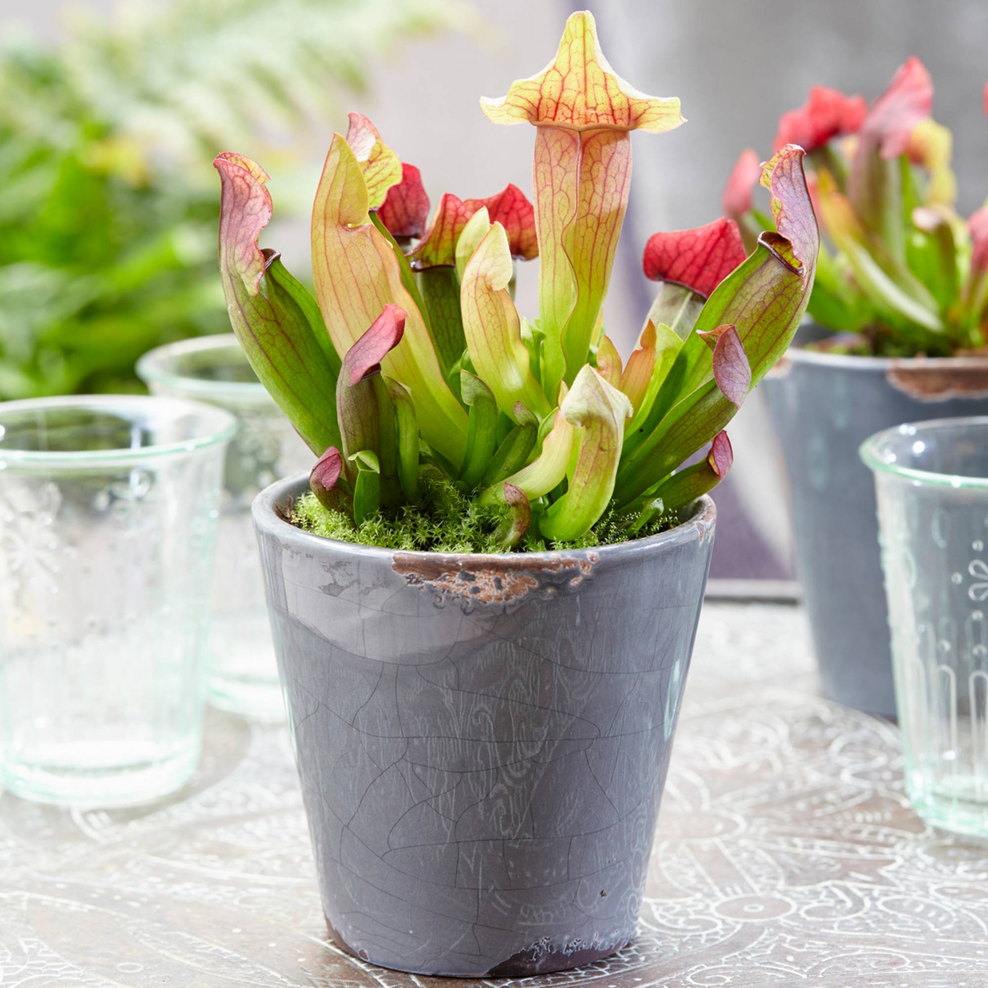 Gardenersdream - Sarracenia Smoorii Flytrap | Living Trumpet Pitcher Plant (20-30Cm Incl. Pot) - GardenersDream - Image 1