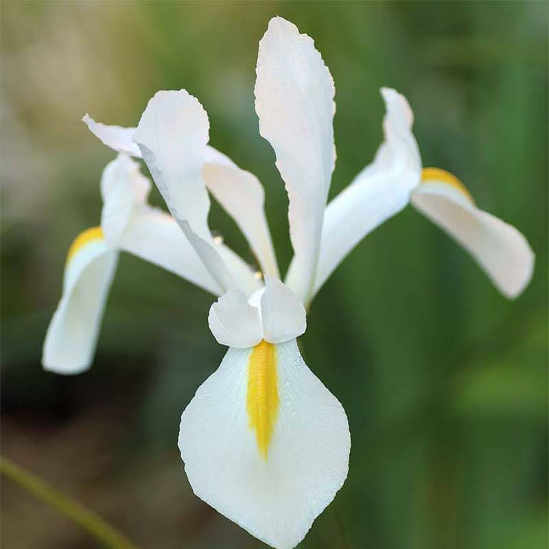 Promesse de Fleurs - Iris de Hollande White Excelsior Bulbe calibre 8+ (par 15)