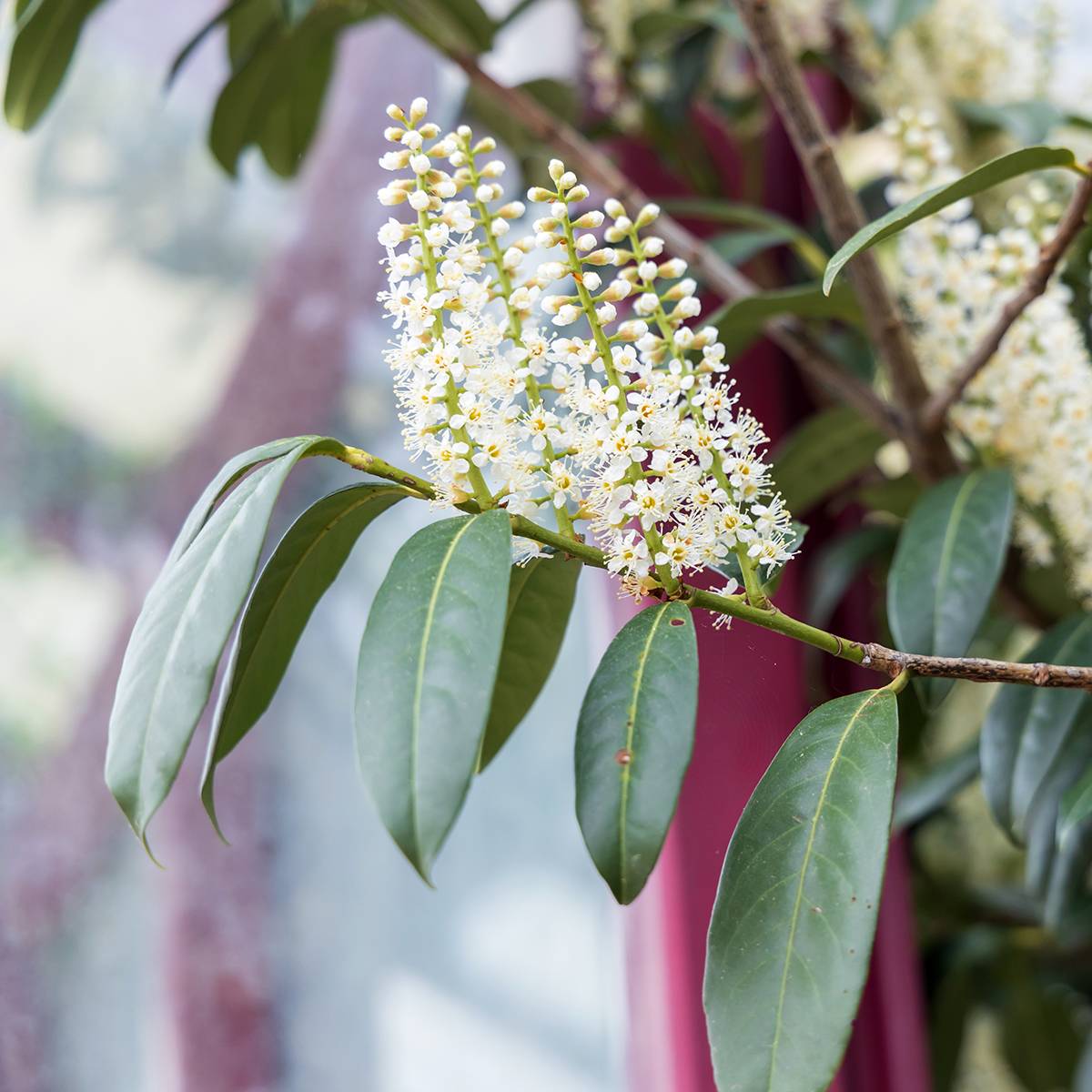 Promesse de Fleurs - Laurier du Portugal - Prunus lusitanica Pot de 3L/4L - Image 1