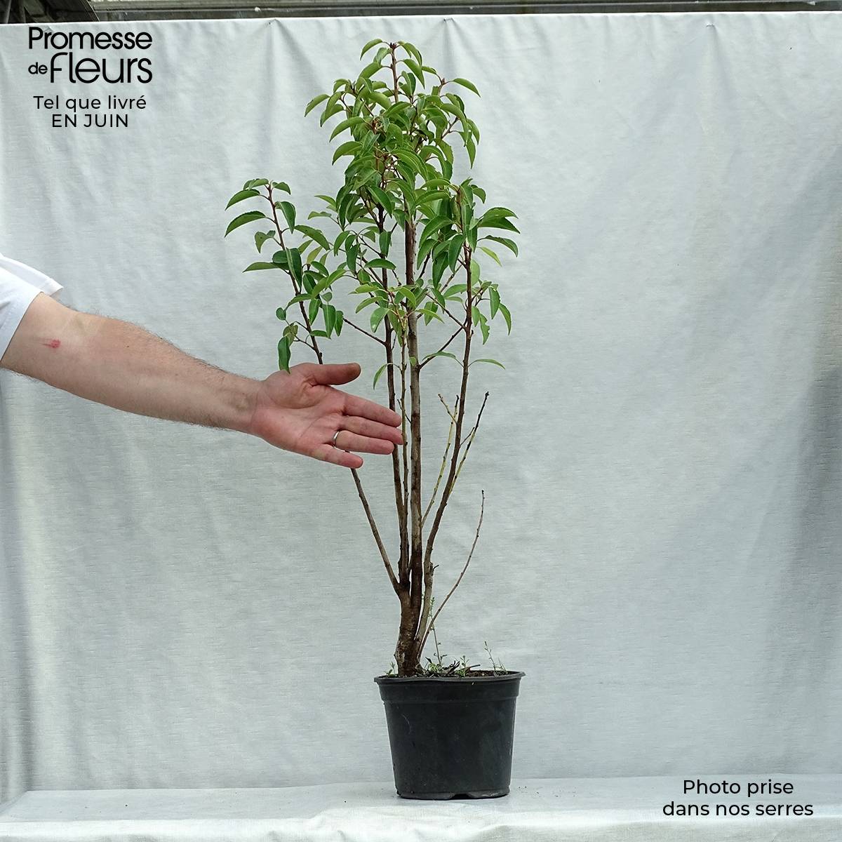 Promesse de Fleurs - Laurier du Portugal - Prunus lusitanica Pot de 3L/4L - Image 2