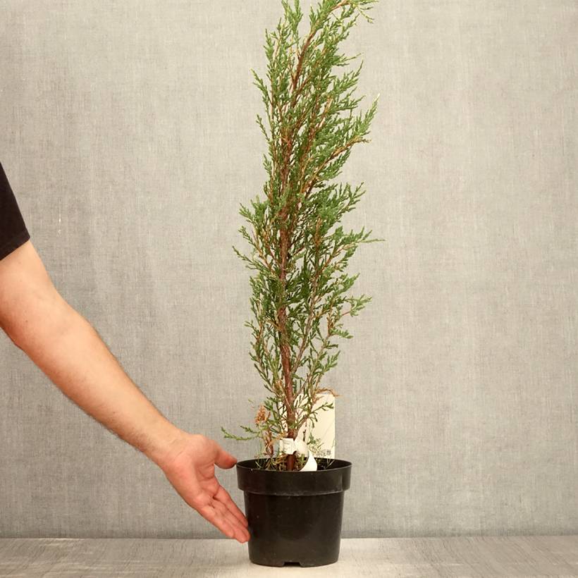 Genévrier de Virginie - Juniperus scopulorum Blue Ivory  Pot de 2L/3L - Image 2