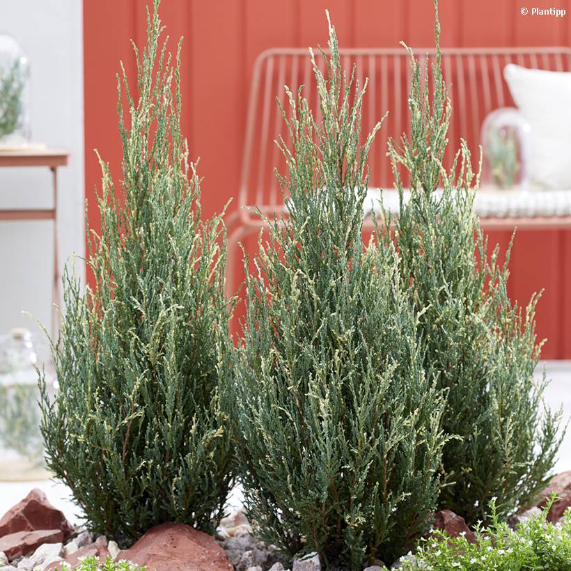 Genévrier de Virginie - Juniperus scopulorum Blue Ivory Pot de 2L/3L - Image 1