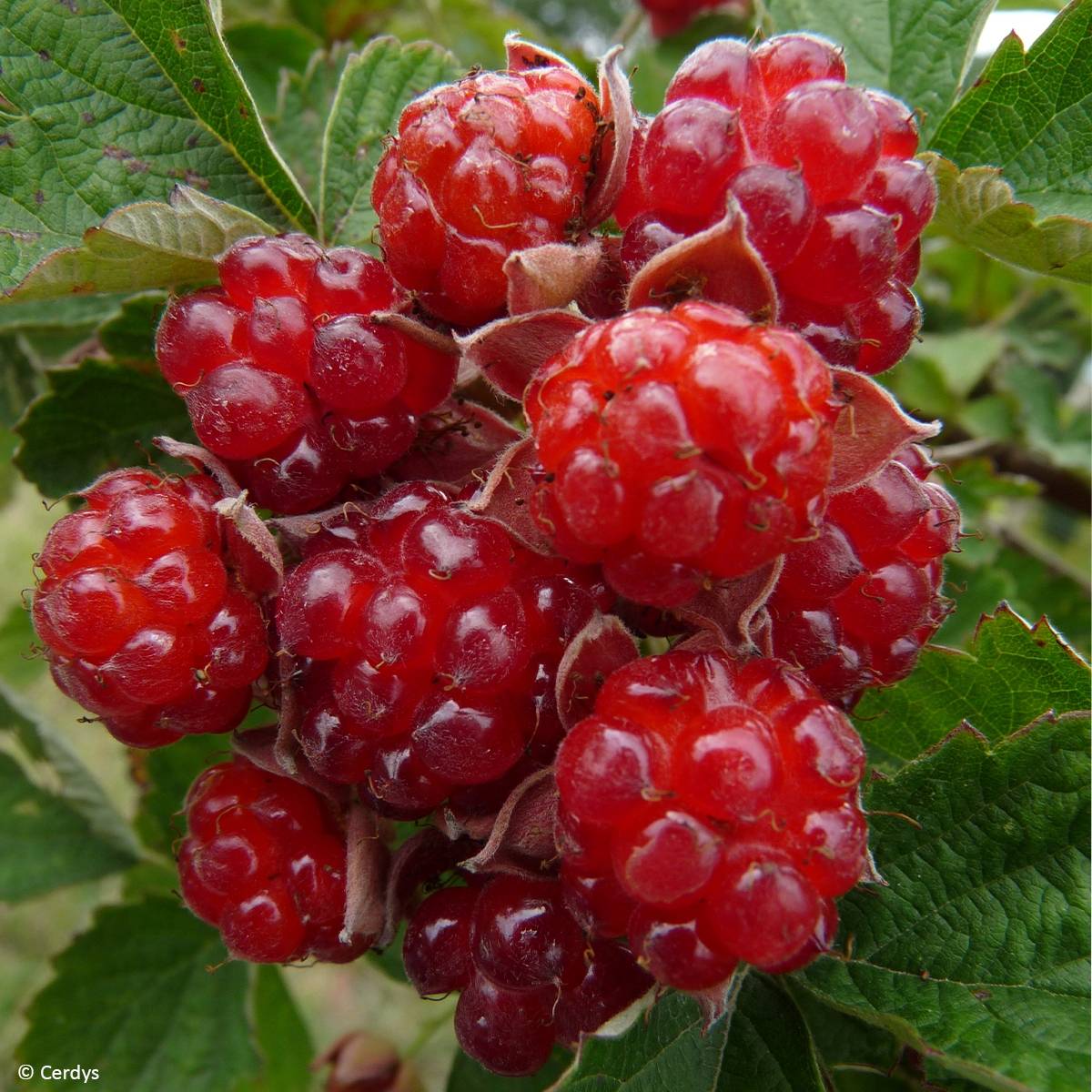 Promesse de Fleurs - Mûre des jardins Dorman Red Bio Pot de 1,5L/2L
