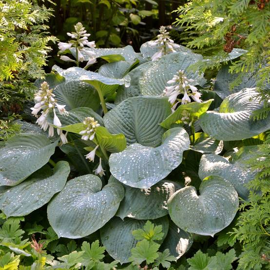 Promesse de Fleurs - Hosta Blue Angel Godet de 8/9 cm