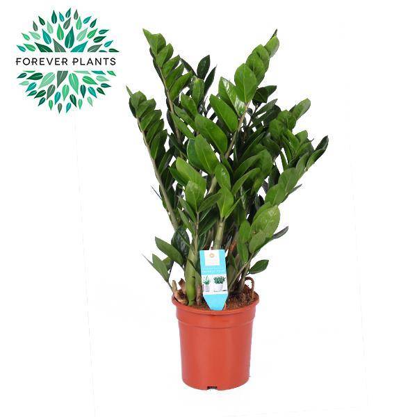 Zamioculcas Zamiifolia - D21 H95cm