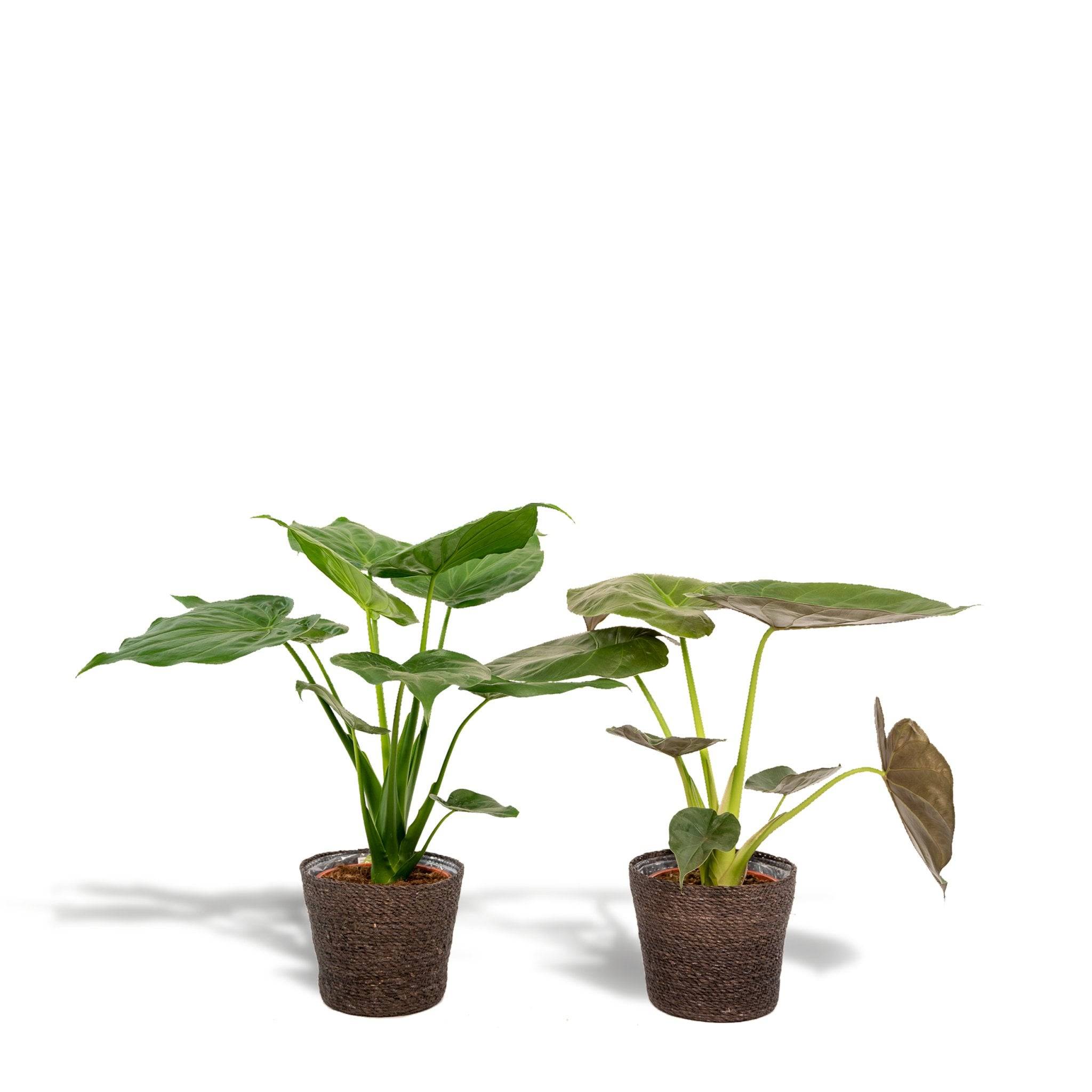 La Green Touch - Alocasia Wentii - Lot de 2 plantes - Coffret cadeau 70cm - Plante d'intérieur- La Green Touch - Image 3