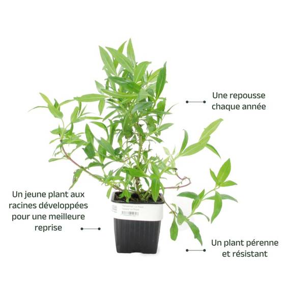 3 Galanes 'Le Phare' (Penstemon 'Le Phare') - Lot de 3 vivaces - Pépinières Naudet - Image 3