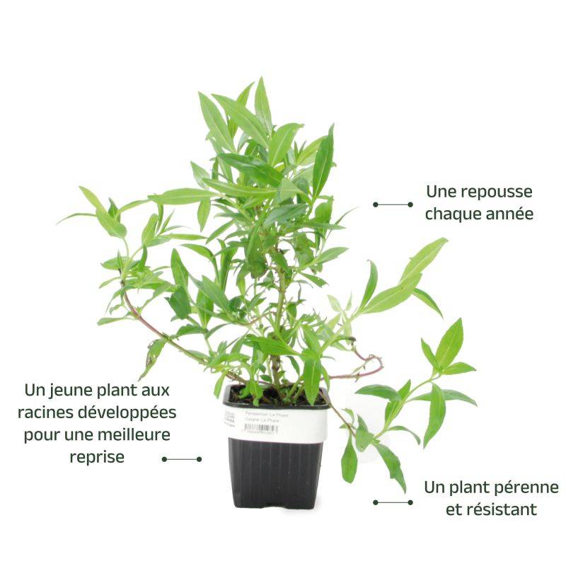 3 Galanes 'Le Phare' (Penstemon 'Le Phare') - Lot de 3 vivaces - Pépinières Naudet - Image 3