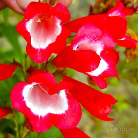 3 Galanes 'Le Phare' (Penstemon 'Le Phare') - Lot de 3 vivaces - Pépinières Naudet - Image 1