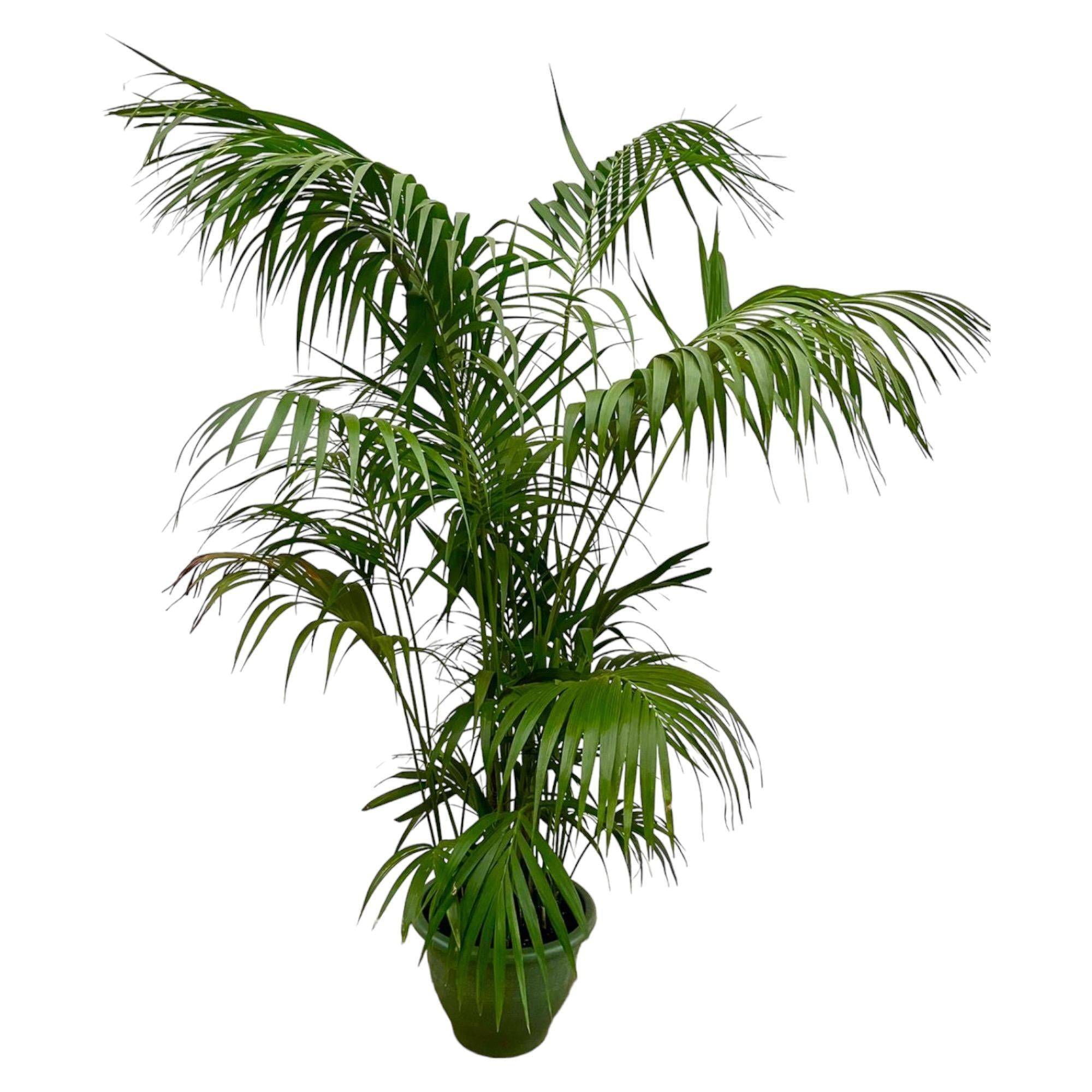 Kentia Palm Xxl - D35 H260cm