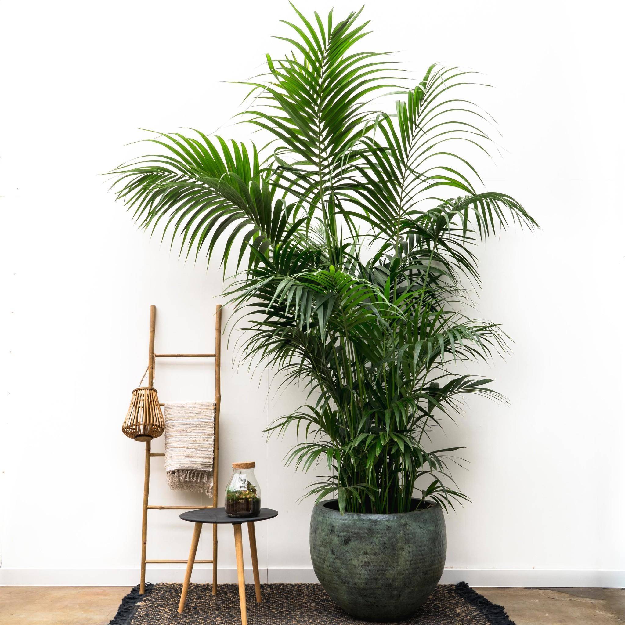 Kentia Palm Xxl - D35 H260cm - Image 2