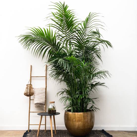 Kentia Palm Xxl - D35 H260cm - Image 3