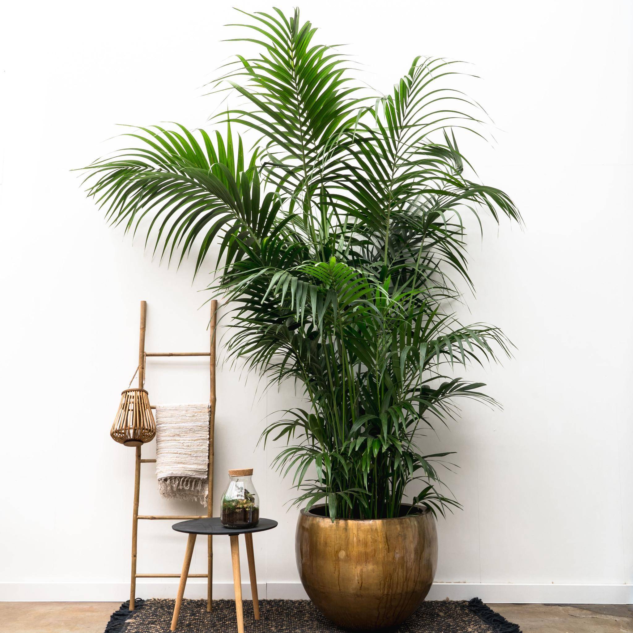 Kentia Palm Xxl - D35 H260cm - Image 3
