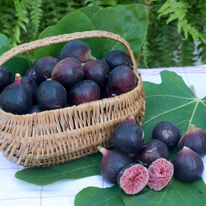 Figuier nain Figality®, Ficus carica - Bon rendement - Pot de 5L - 40/80 cm - De 1,00 m à 1,50 m - Image 1
