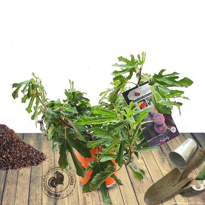 Figuier nain Figality®, Ficus carica - Bon rendement - Pot de 5L - 40/80 cm - De 1,00 m à 1,50 m - Image 2
