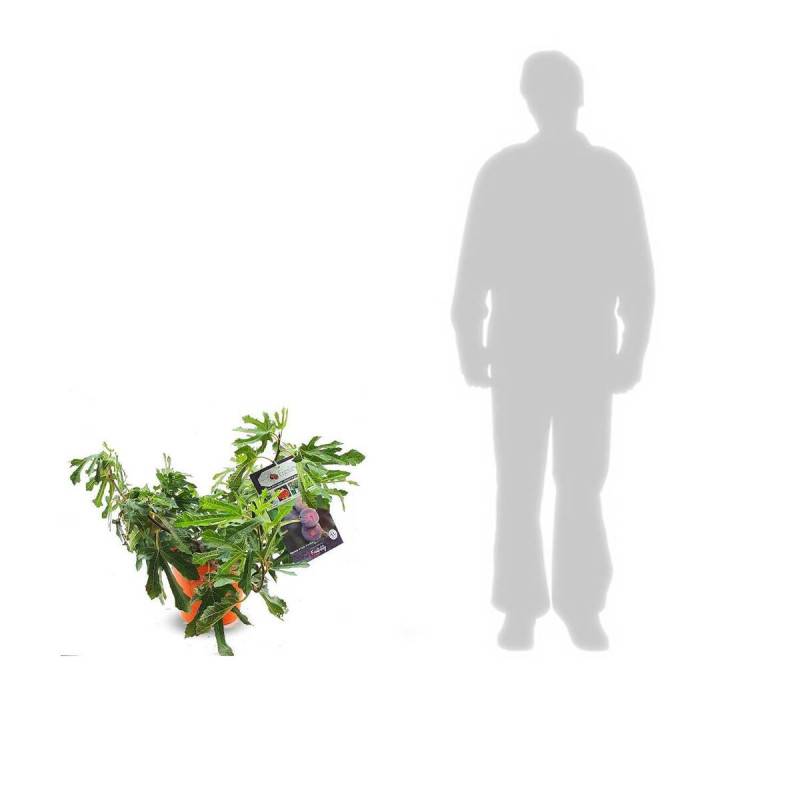 Figuier nain Figality®, Ficus carica - Bon rendement - Pot de 5L - 40/80 cm - De 1,00 m à 1,50 m - Image 3