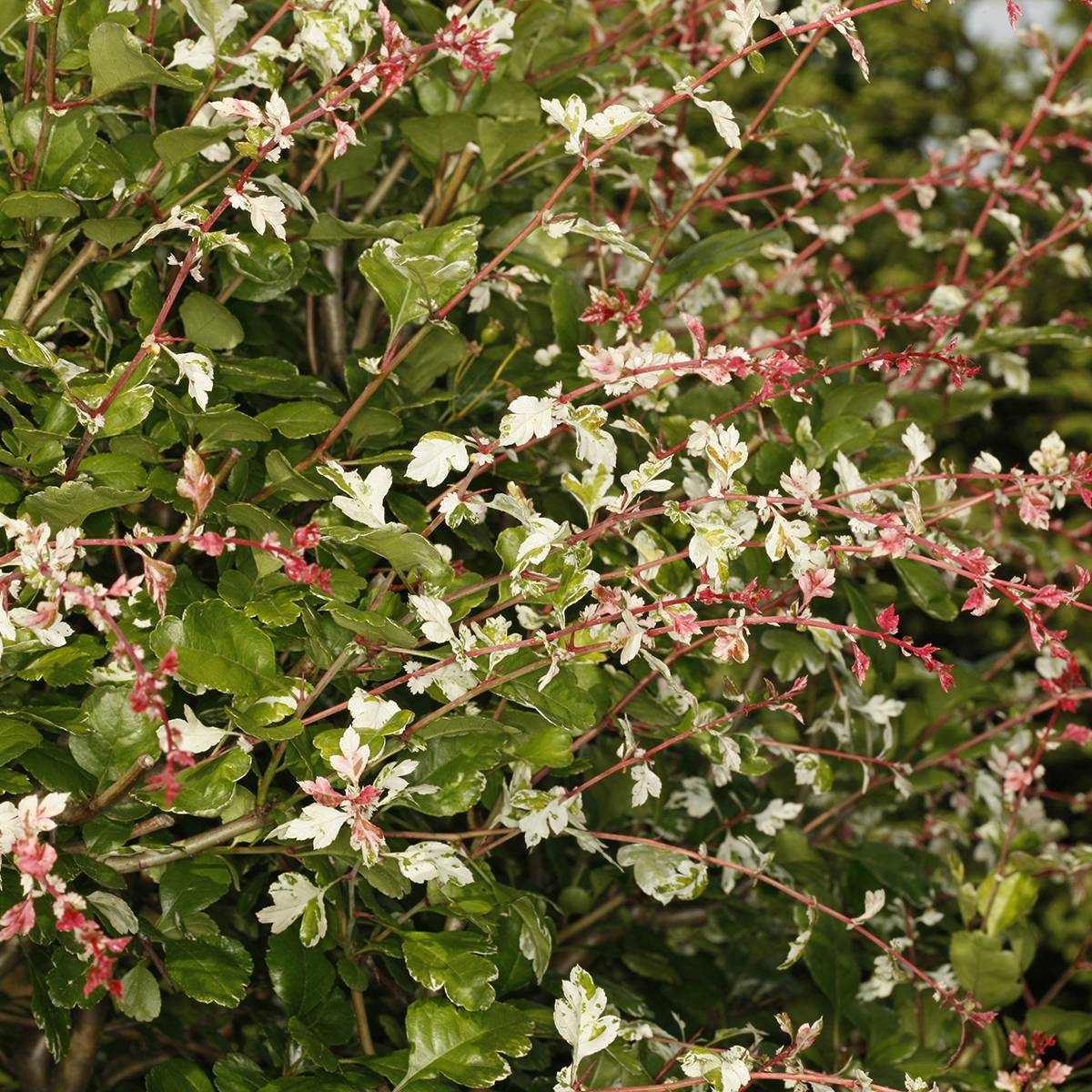 Crataegus x media (x laevigata) Gireoudii - Aubépine hybride Coupe 7,5L / 10L - Image 1