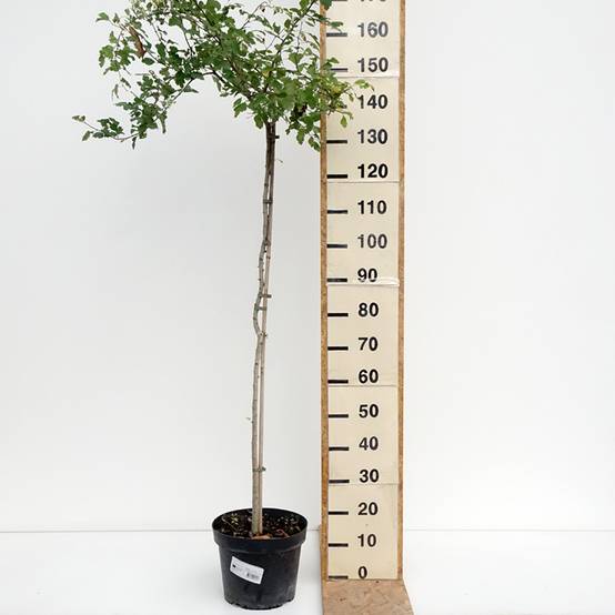 Crataegus x media (x laevigata) Gireoudii - Aubépine hybride Coupe 7,5L / 10L - Image 2