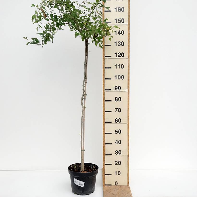 Crataegus x media (x laevigata) Gireoudii - Aubépine hybride Coupe 7,5L / 10L - Image 2