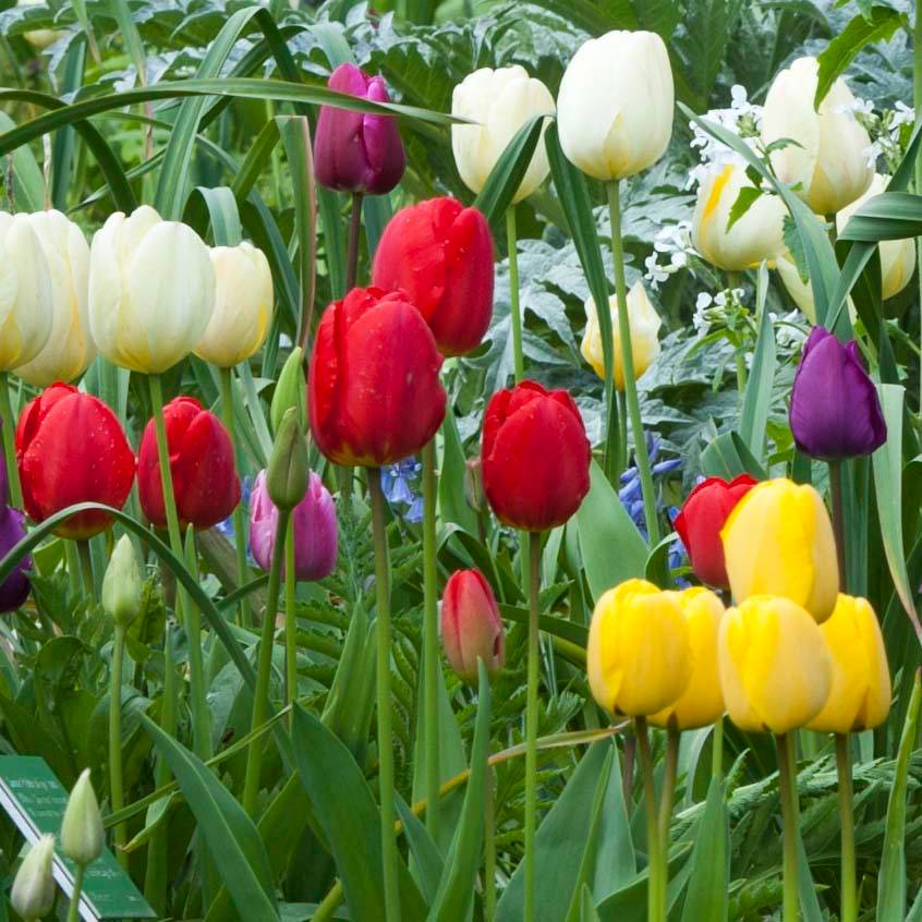 Promesse de Fleurs - Tulipe Triomphe Ile de France Bulbe calibre 11+ (par 10)