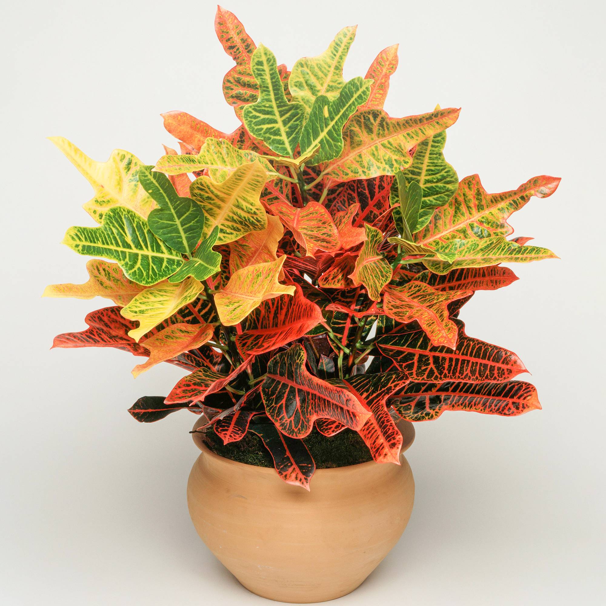 Gardenersdream - Codiaeum "Excellent" | Croton De 35 À 45 Cm | Cadeau De Plante D'Intérieur En Pot - GardenersDream - Image 1
