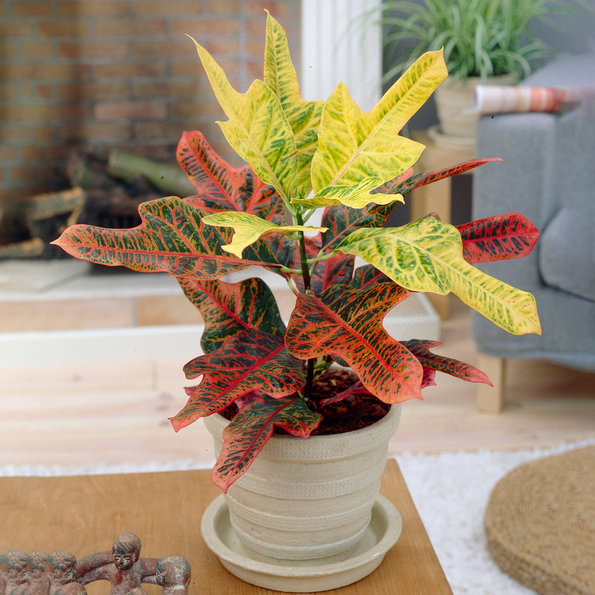 Gardenersdream - Codiaeum "Excellent" | Croton De 35 À 45 Cm | Cadeau De Plante D'Intérieur En Pot - GardenersDream - Image 3