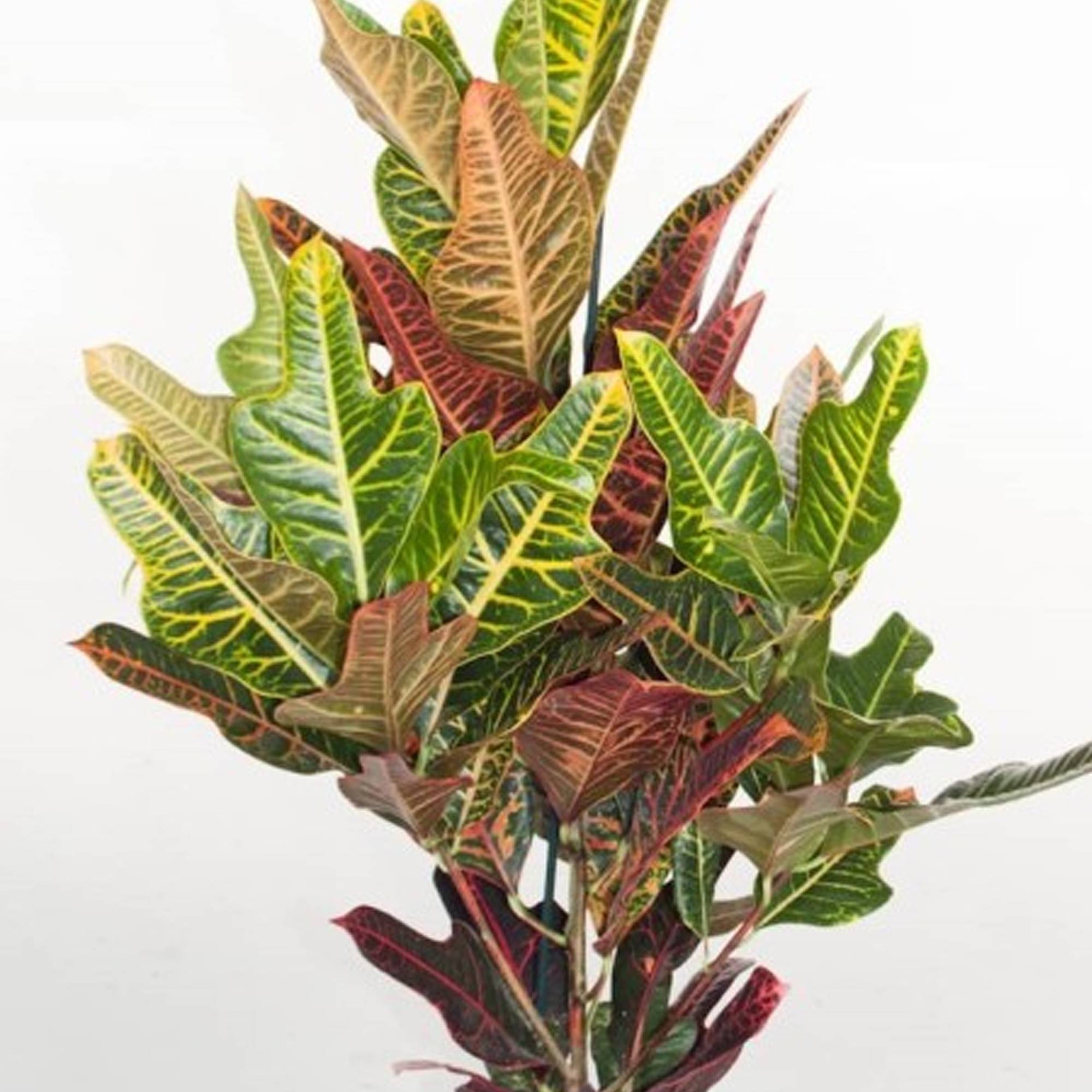 Gardenersdream - Codiaeum "Excellent" | Croton De 35 À 45 Cm | Cadeau De Plante D'Intérieur En Pot - GardenersDream - Image 2