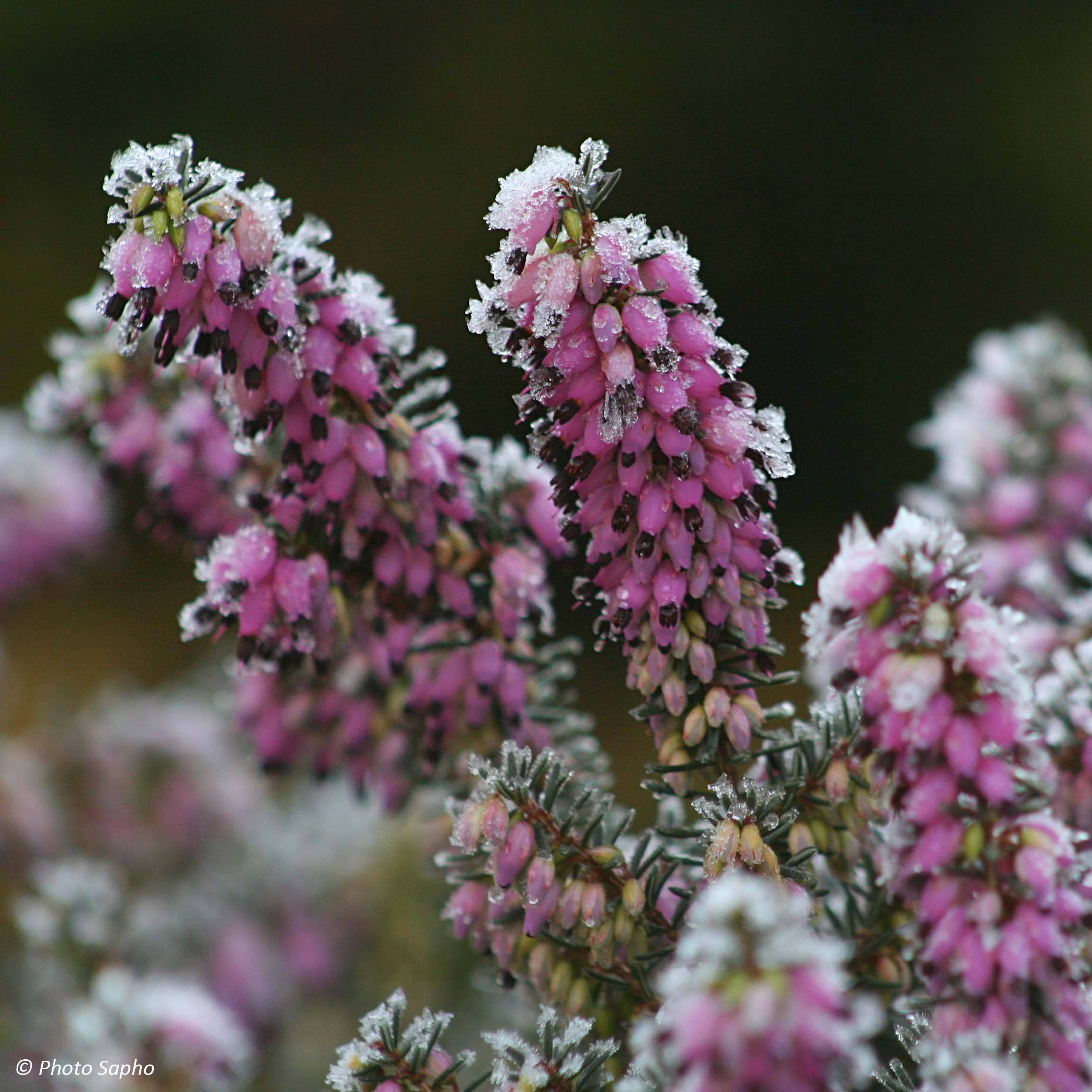 Promesse de Fleurs - Bruyère Winter Belles Lucie - Erica (x) darleyensis Pot de 1L/1,5L - Image 1
