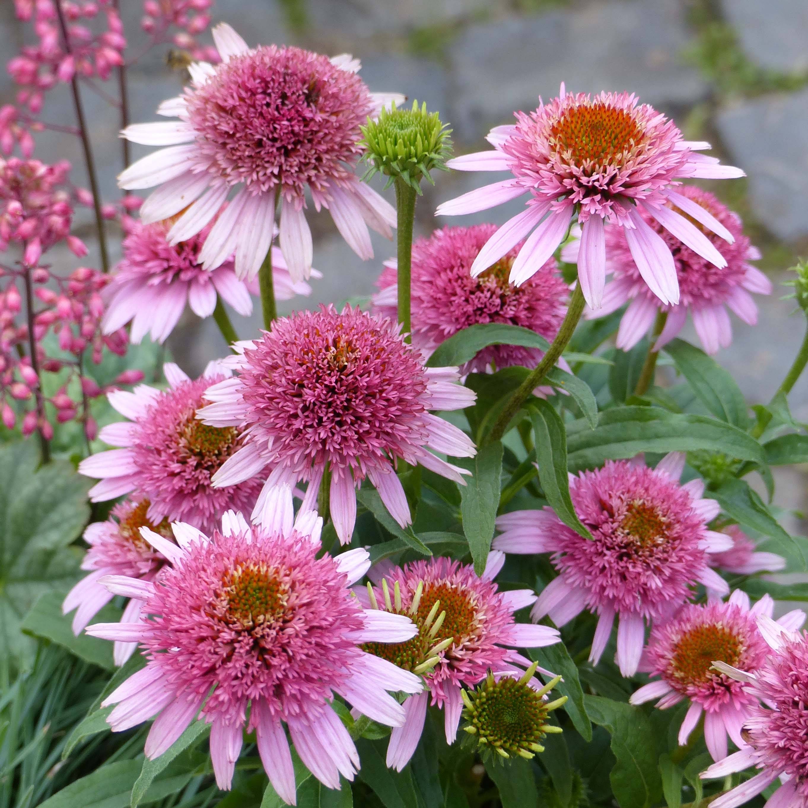 Promesse de Fleurs - Echinacea Butterfly Kisses - Echinacée Godet de 8/9 cm