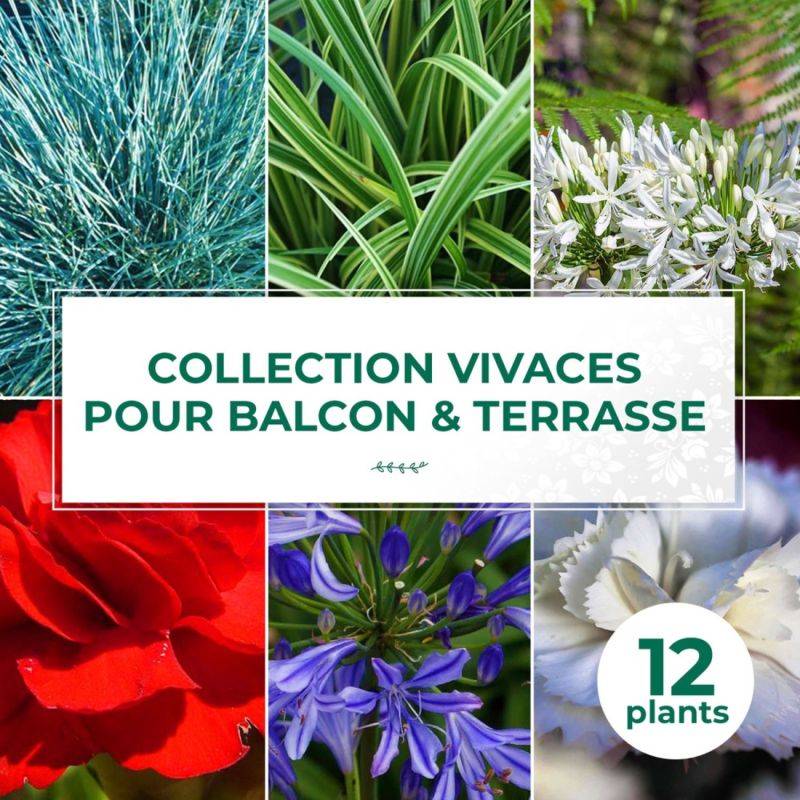 Collection de 13 vivaces pour balcons et terrasses -  - Pépinières Naudet - Image 1