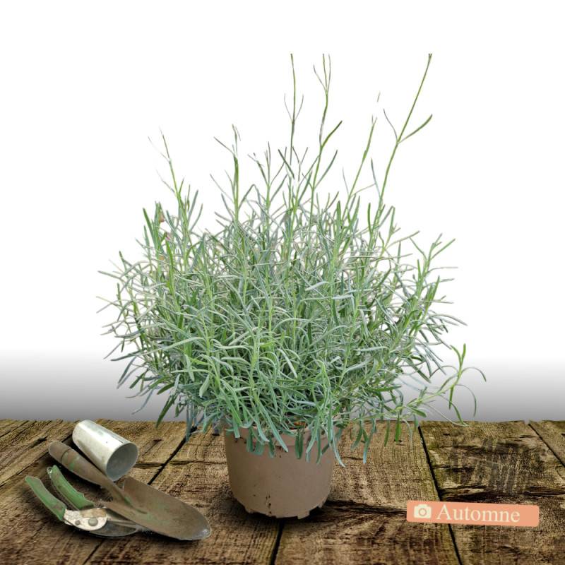 Lavande Dwarf Blue à fleurs Bleue/ - feuillage Persistant - Pot de 7,5L - 60/80 cm - Image 2