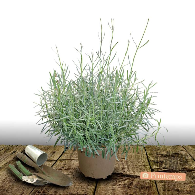Lavande Dwarf Blue à fleurs Bleue/ - feuillage Persistant - Pot de 7,5L - 60/80 cm - Image 5