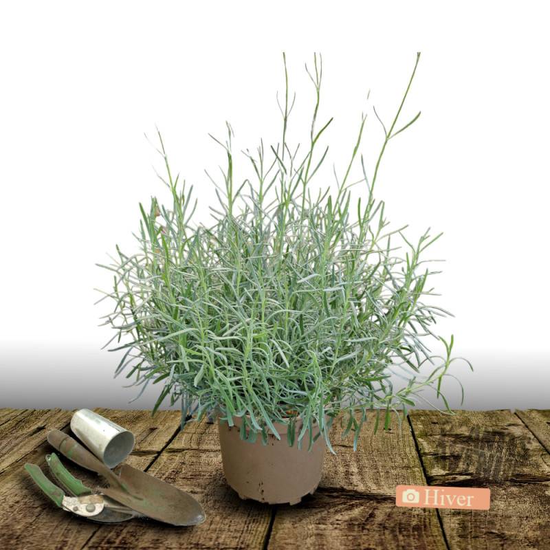 Lavande Dwarf Blue à fleurs Bleue/ - feuillage Persistant - Pot de 7,5L - 60/80 cm - Image 4
