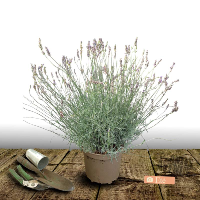 Lavande Dwarf Blue à fleurs Bleue/ - feuillage Persistant - Pot de 7,5L - 60/80 cm - Image 3