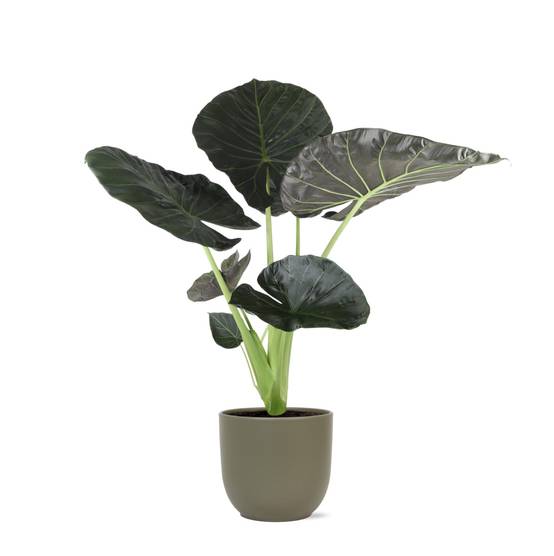 Alocasia Regal Shield et son pot- La Green Touch Gris - Hauteur 100cm