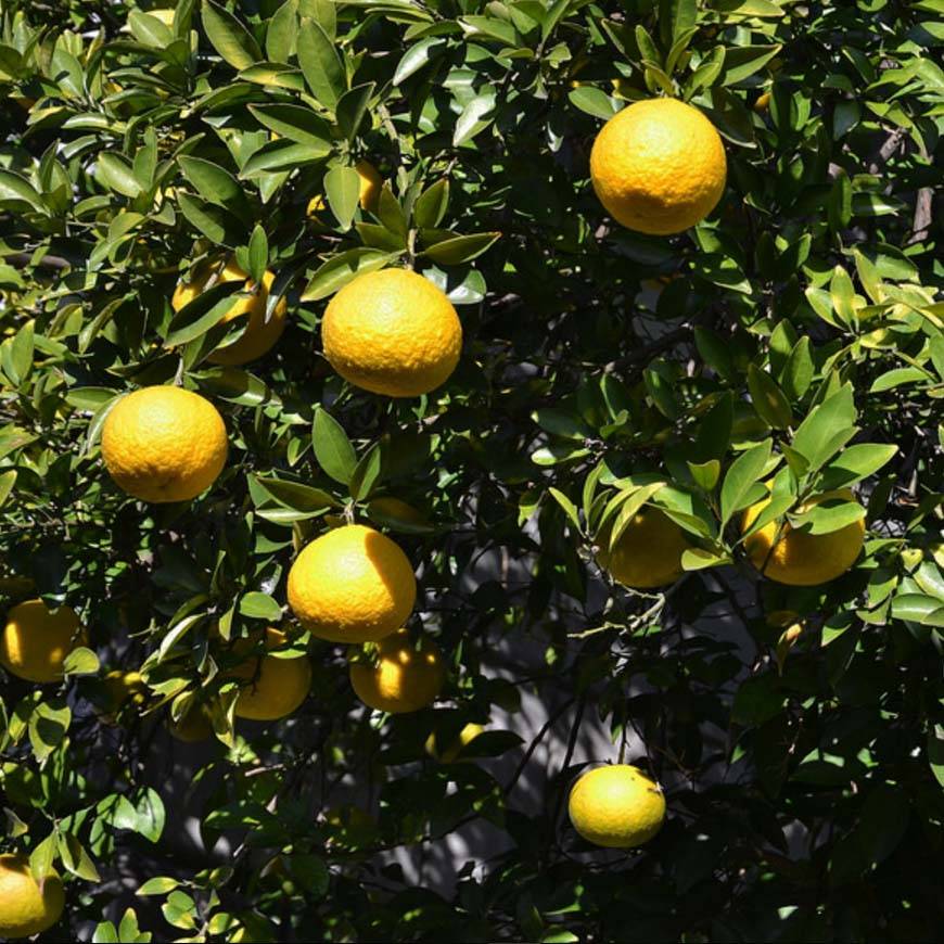 Promesse de Fleurs - Citrus ichangensis - Ichang Papeda  Pot de 3L/4L, Touffe