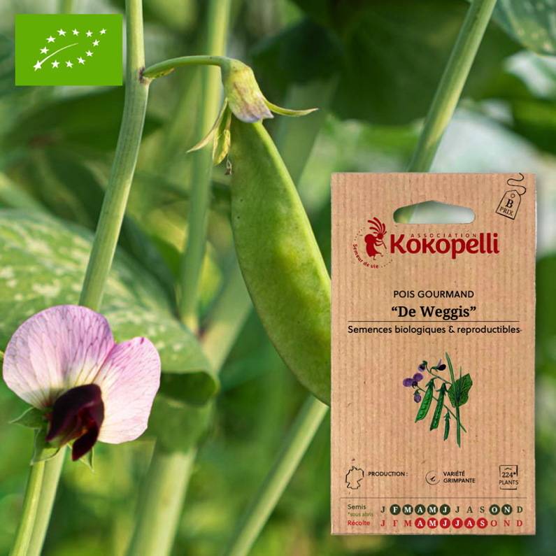 Association Kokopelli - Pois De Weggis- Graines bio à semer