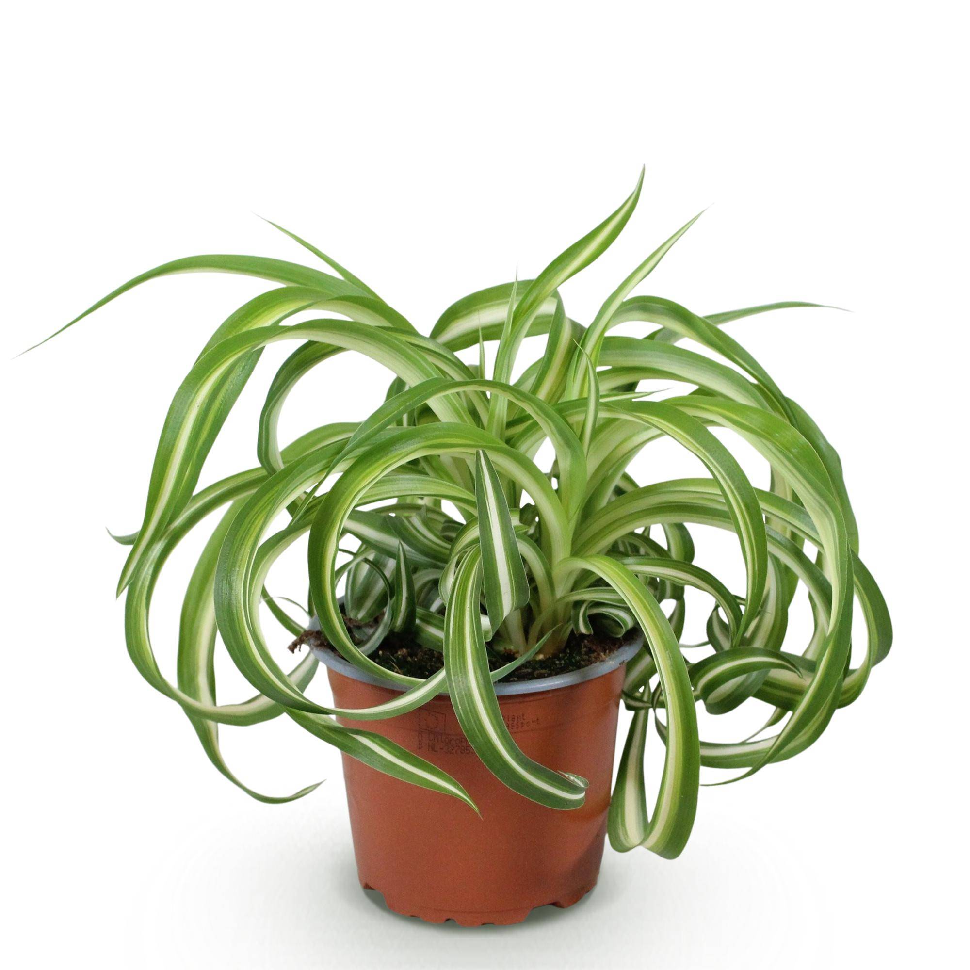 Chlorophytum comosum Bonnie - Pet-friendly - Pot de 12cm - Hauteur 20cm - 1 plante - Sans cache-pot - Plantes d'intérieur - Image 2