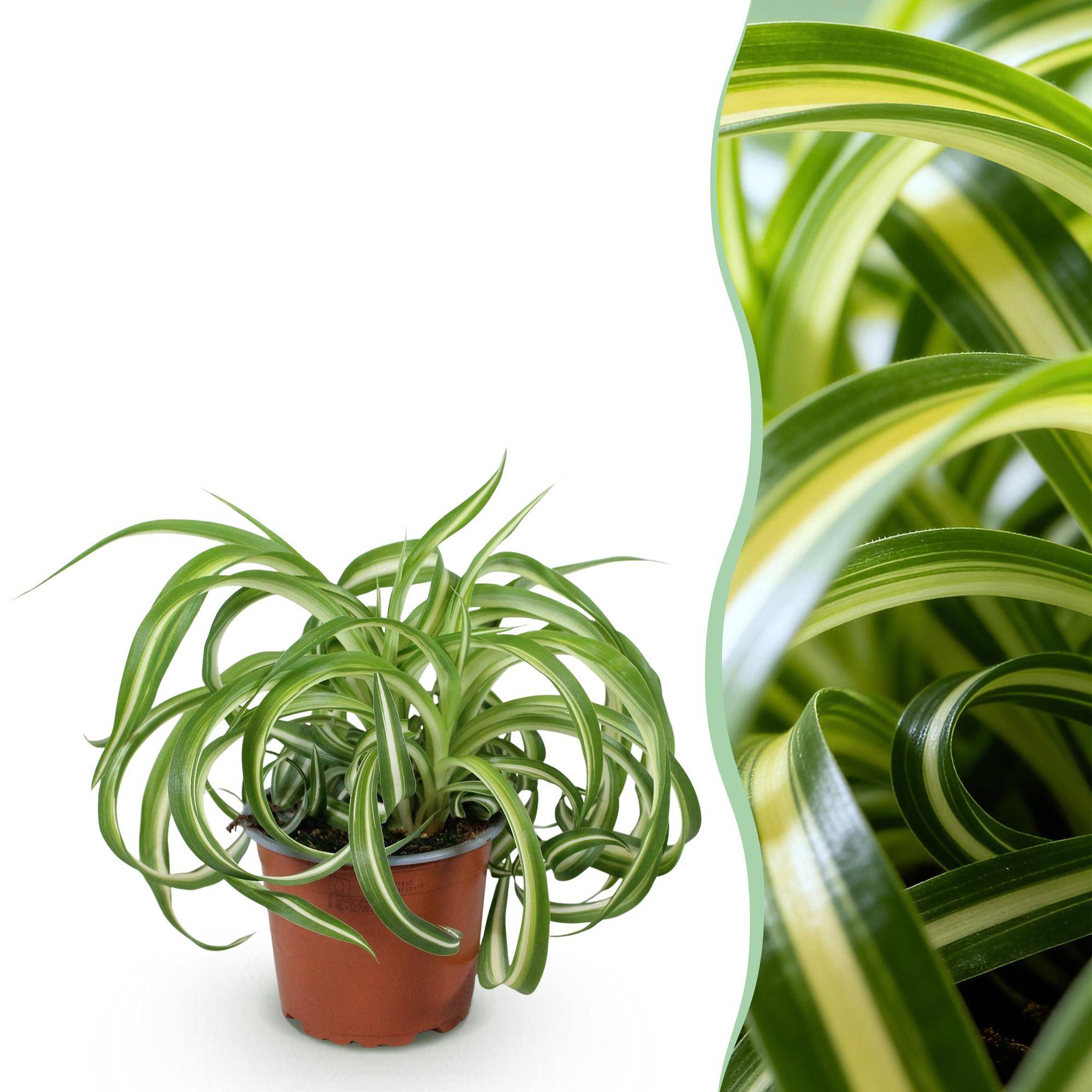 Chlorophytum comosum Bonnie - Pet-friendly - Pot de 12cm - Hauteur 20cm - 1 plante - Sans cache-pot - Plantes d'intérieur - Image 1